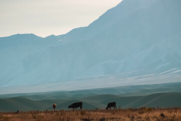 cows in the mountains