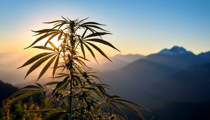 Obraz premium Cannabis plant silhouette against mountain backdrop, growth and adventure