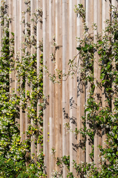 Wooden fence decorated with climbing jasmine flowers