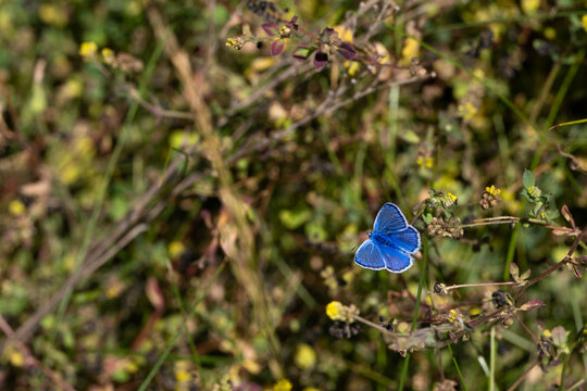 Vibrant blue butterfly on a wildflower in a natural setting
