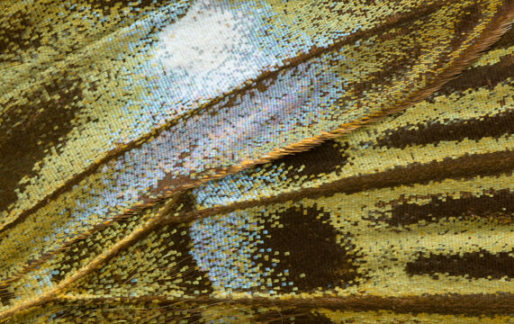 Intricate patterns of a Parthenos sylvia lilicinus butterfly wing