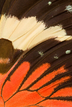 Close-up of a Red Cracker butterfly wing or Hamadryas amphinoma