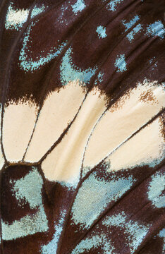 Close-up of a Red Cracker butterfly wing or Hamadryas amphinoma