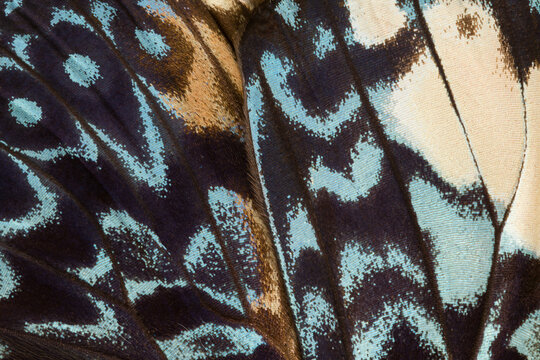 Close-up of a Red Cracker butterfly wing or Hamadryas amphinoma
