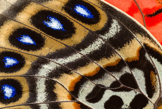 Close-up of the intricate wing pattern of a Claudina butterfly from Peru