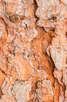 Close-up of the textured bark of Persian ironwood from Iran