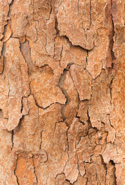 Close-up texture of paperbark maple bark in natural light