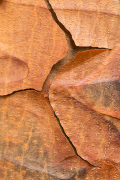 Close-up of peeling bark on Paperbark maple in China