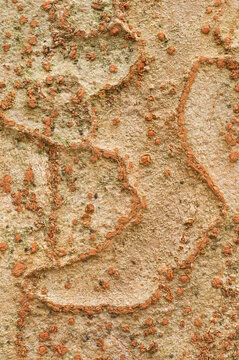 Detailed texture of Chinese red birch bark in natural light