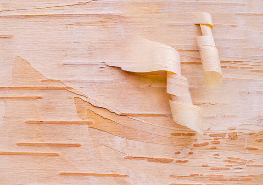Close-up view of peeling bark on a Birch Bark Cherry in China
