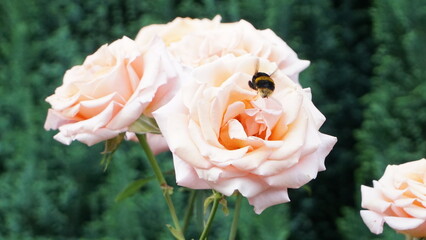 Bee hovering to land on an English Rose and collect pollen