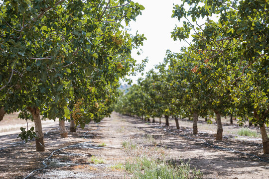 Pistachio orchard in Castilla La Mancha, Spain