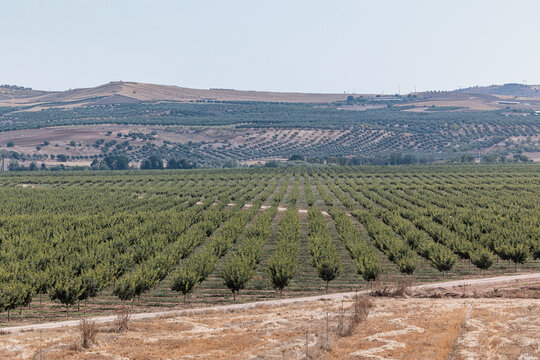 Vast pistachio crop fields under the sun in Castilla La Mancha, Spain