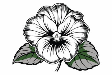 Pansy flower vector illustration on white background.