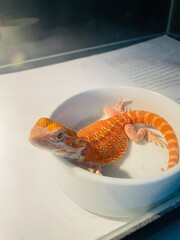 dragon in a bowl