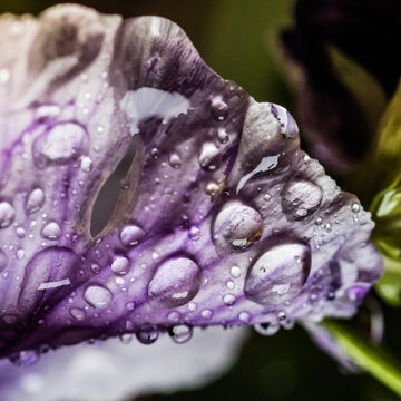 Close-up of purple flower petal with morning dew drops