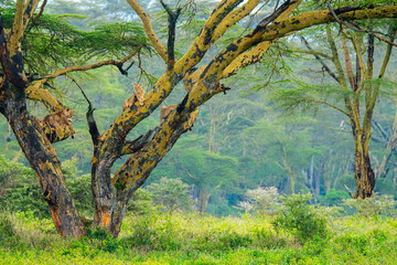 Lioness relaxing on Acacia tree branches in Nakuru National Park