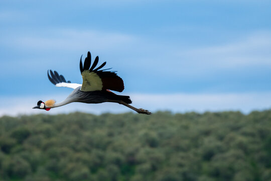 Crowned crane in flight over Nakuru National Park