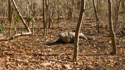 Komodo Dragom in Komodo National Park