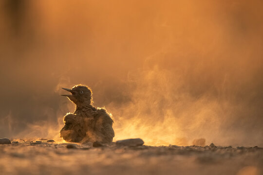 Young European Green Woodpecker illuminated by golden sunlight in a dusty setting
