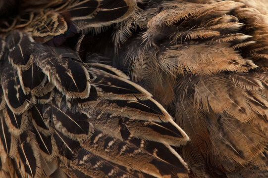 Close-up of the intricate feather patterns on a Common Pheasant