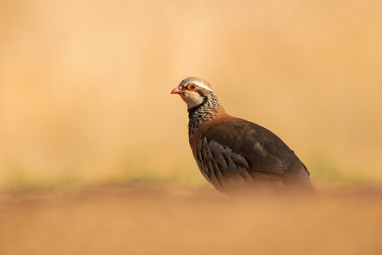 Portrait of a red-legged partridge in a natural setting