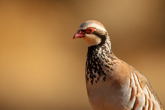 Close-up of a Red-legged Partridge in natural light