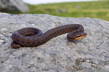 Gloydius himalayanus also known as the Himalayan pit viper or the Himalayan viper is a venomous pitviper species found along the southern slopes of the Himalayas in Pakistan, India and Nepal