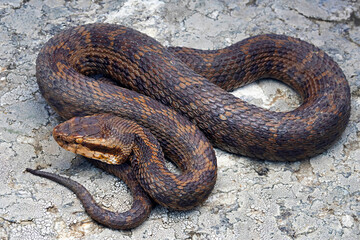 Gloydius himalayanus also known as the Himalayan pit viper or the Himalayan viper is a venomous pitviper species found along the southern slopes of the Himalayas in Pakistan, India and Nepal