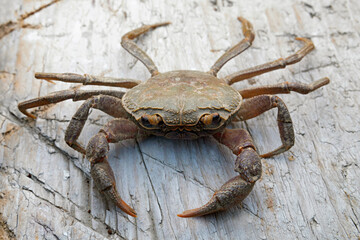 Himalayapotamon chambaensis, a fresh water crab described from Chamba, Himachal Pradesh