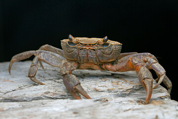 Himalayapotamon chambaensis, a fresh water crab described from Chamba, Himachal Pradesh