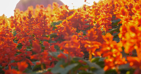 Vibrant orange flower floral soft nature sunbeam blossom in green garden morning time background. Sunbeam shining over orange red blooming park spring season. Sunny Petals blossom beautiful garden