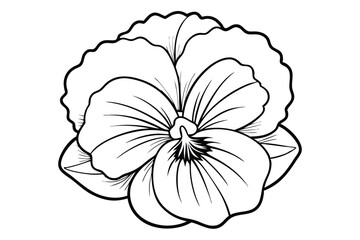 Pansy flower vector illustration on white background.