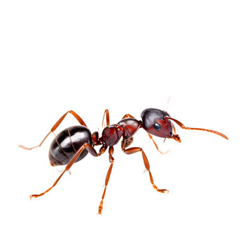 lonely ant isolated transparent background
