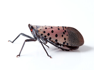 Spotted lanternfly in a white background. Lycorma delicatula.