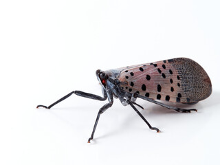Spotted lanternfly in a white background. Lycorma delicatula.