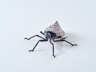 Spotted lanternfly in a white background. Lycorma delicatula.