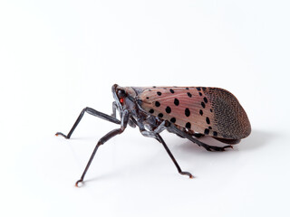 Spotted lanternfly in a white background. Lycorma delicatula.