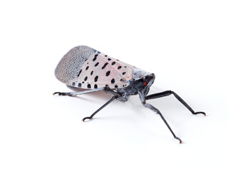 Spotted lanternfly in a white background. Lycorma delicatula.