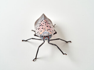 Spotted lanternfly in a white background. Lycorma delicatula.