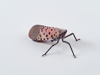 Spotted lanternfly in a white background. Lycorma delicatula.