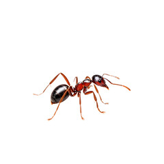 lonely ant isolated transparent background
