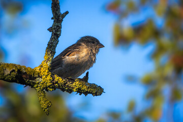 House Sparrow perched on a branch in the morning light