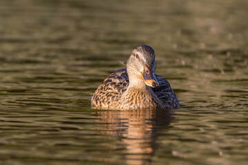 mallard duck on the surface of a pond in the morning light