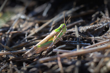 grasshopper on the ground in the morning light
