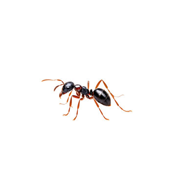 lonely ant isolated transparent background
