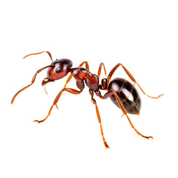 lonely ant isolated transparent background
