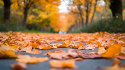 Maple leaves scattered across a path, creating a warm autumnal atmosphere.