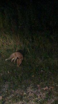 Video of a Wary Fox in the Julian Alps during a Summer Night. Volče, Tolmin Province, Slovenia
