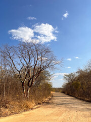caatinga, paisagem da caatinga, bioma caatinga, sertão nordestino, nordeste